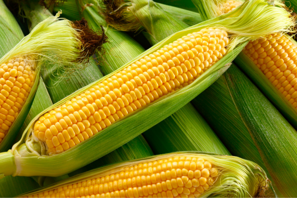 A Importância do Milho na Culinária Caipira do Interior de Goiás.