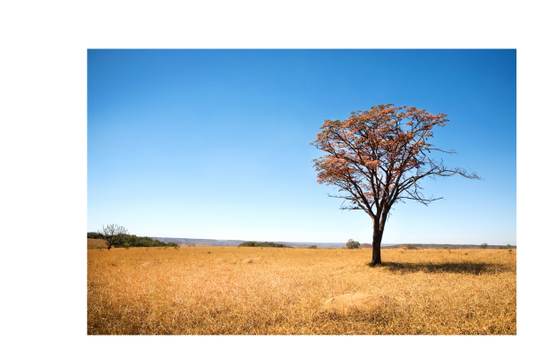 O Cerrado como “Berço das Águas”.