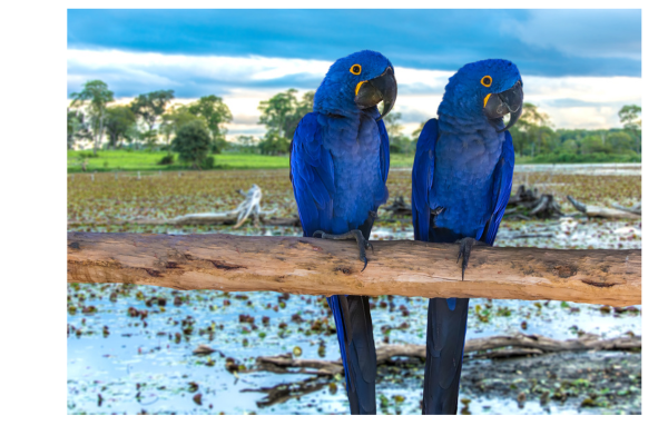 Pantanal — o maior santuário da vida silvestre da América do Sul.