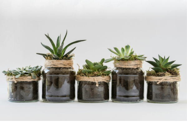 Como Montar Terrários de Suculentas em Potes de Vidro: Guia Completo para Iniciantes.